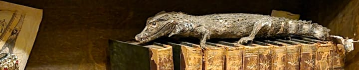 A taxidermied baby alligator on top of a row of very old books.